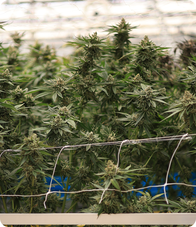 Growers result